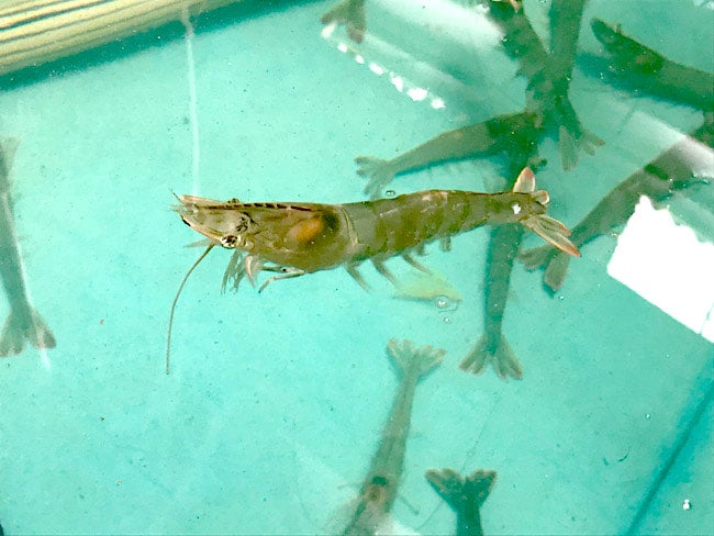 活魚：高知産まれ・高知育ちシロアシエビ（約20gサイズ・約15cm